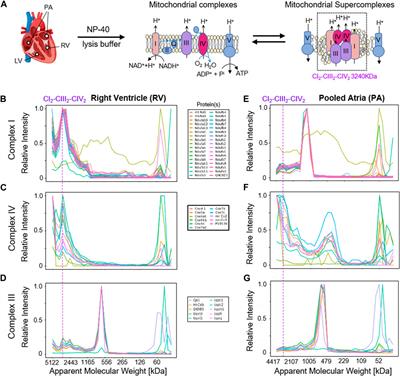 mini-Complexome Profiling (mCP), an FDR-controlled workflow for global targeted detection of protein complexes